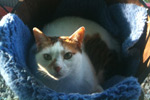 cat in bucket